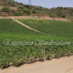 vineyard in the italian wine region of sardinia pardu

