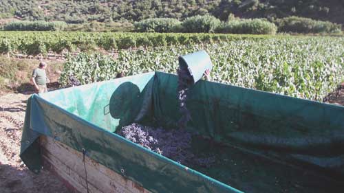 empting the buckets of grapes