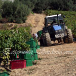 grape picking scene in an italian vineyard