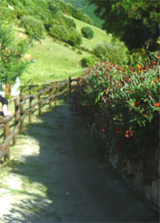 the pathway leading the the accommodations at the agriturism